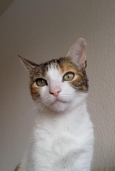 Portrait of a Calico 