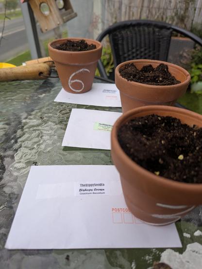 As before, another pot and a label 'Bishops Crown'