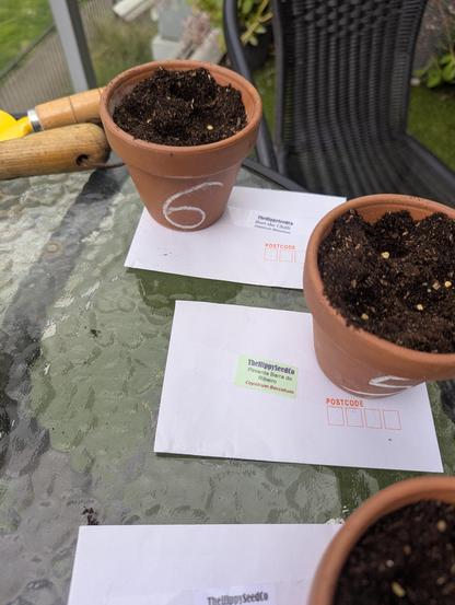 Pots of soil containing chillies.
Envelopes reading Bert the Chilie and Pimenta Barra do Ribero from 'The Hippy Seed Co'