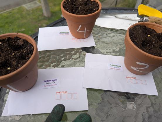 Three more pots.
"Purple UFO", "Turkish Snake" and "Medusa Pepper"