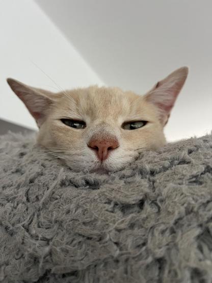Professor Turnip Stripes, a blonde doofus, peeks over the top of his cat bed. One ear has a visible scab on