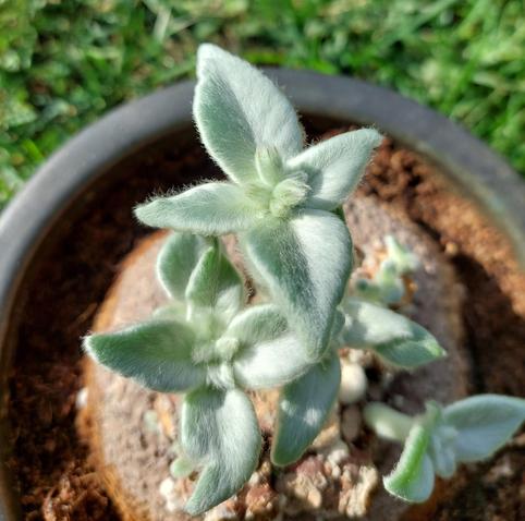 Im Bild wird eine Pflanze gezeigt. Sie besitzt eine große Knolle mit 15 cm Durchmesser. Aus der Knolle wachsen in der Mitte vier Triebe. Jeder Trieb hat am oberen Ende vier kleine Blätter, die sich paarweise gegenüberstehen. An den Enden sind schon Blütenknospen zu sehen. Stängel, Blätter und Knospen sind dicht mit weißen, weichen Haaren besetzt.