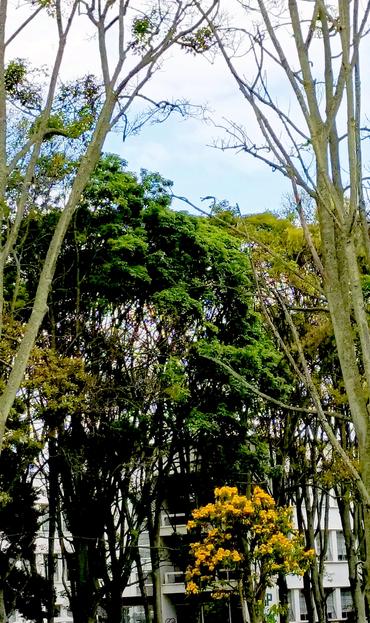 Fotografia de um arbol en flor de color amarillo con ramas que le hacen de marco y que poseen pocas hojas. En el fondo se ve un edificio blanco y en la parte superior una fracción pequeña del cielo.