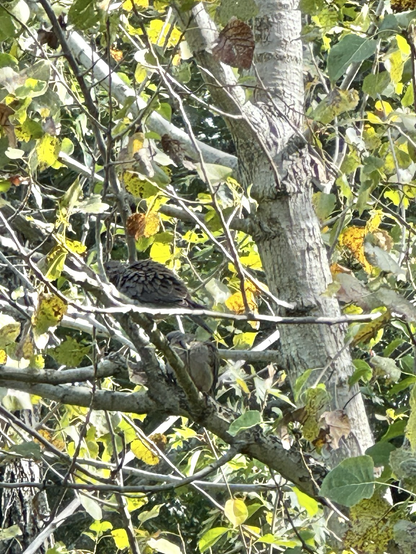 Two mourning doves expertly hiding in a tree 