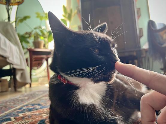 Brown tuxedo cat laying on the floor sniffing an outstretched finger