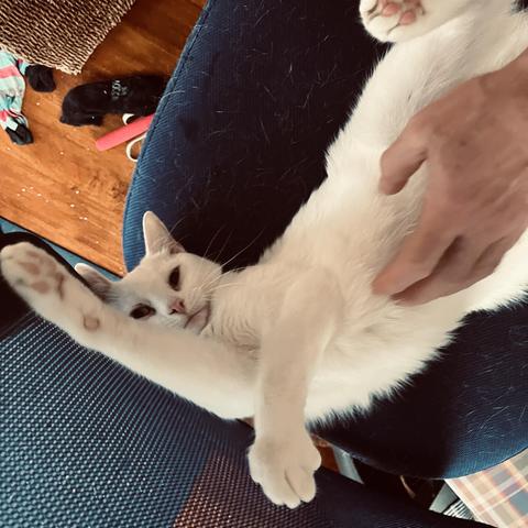 a pretty white at on her back on a blue swivel chair, getting her belly petted and reaching her arms up