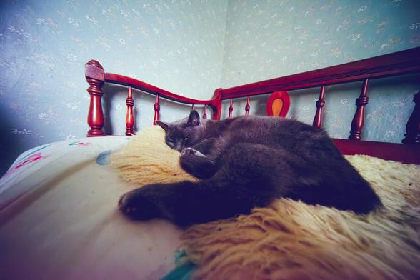 Dark grey cat on sheepskin on a cough covered with a white sheet with occasional blue and red markings surrounded by a wood railing on the side and the back and with the corner of the room with light blue wallpaper with white periodic marks.  Her hind feet are close and look huge compared to her head and green eyes which look tiny in comparison.