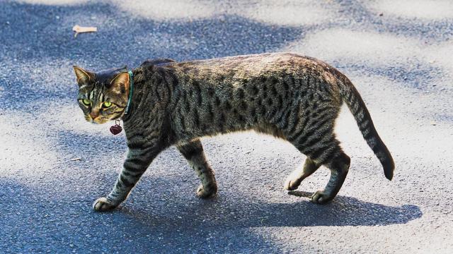 Thin grey tabby with heart-shaped pink tag and green eyes catches my eye while stretched out and facing to the left of the frame on an asphalt surface with light and dark spots from shadows from the trees above it