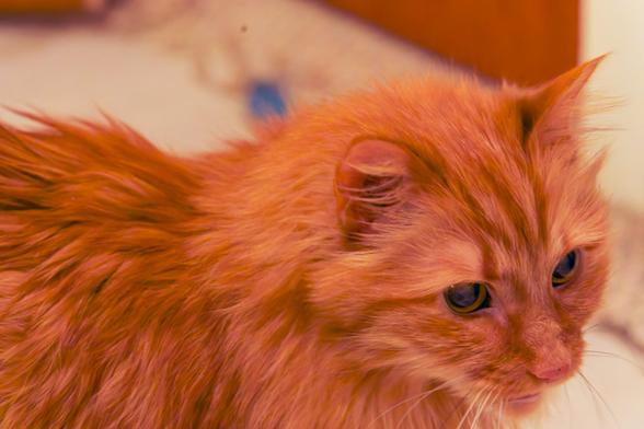 A  very close shot of the head and shoulders of an orange cat with unusually long hair filling most of the frame and looking to the right