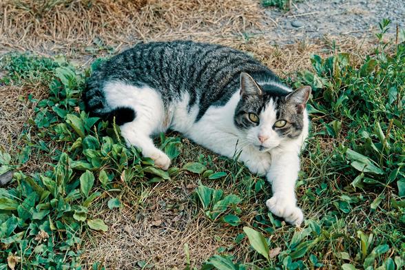 Grey tabby with a lot of white dilution on her front, legs and face.  She's sitting on a lawn where most of the grass has been beat down and turned brown and the most vibrant vegetation is (I think) plantain.  She's laying on her side and looking right at me with her left front (your roaw) paw stretched out.