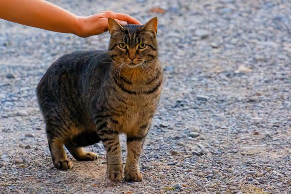 Grey tabby on gravel surface looks at me while a human hand hovers over his head