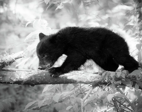 Black and white photograph of a bear cub walking along a narrow tree branch in the forest. The cub’s fur is detailed against the soft background light, emphasizing both texture and balance in the scene.