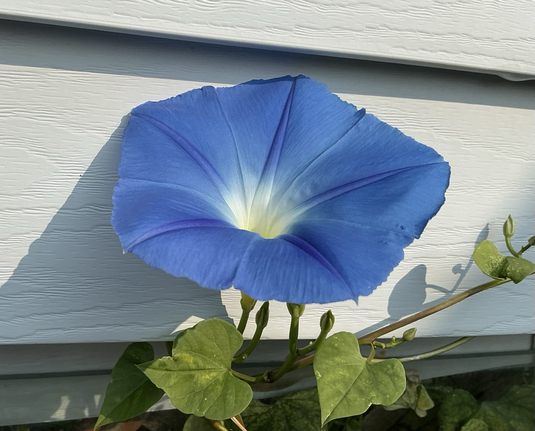 A photograph I took in my garden of a heavenly blue morning glory. It has grown through a gap in the siding.