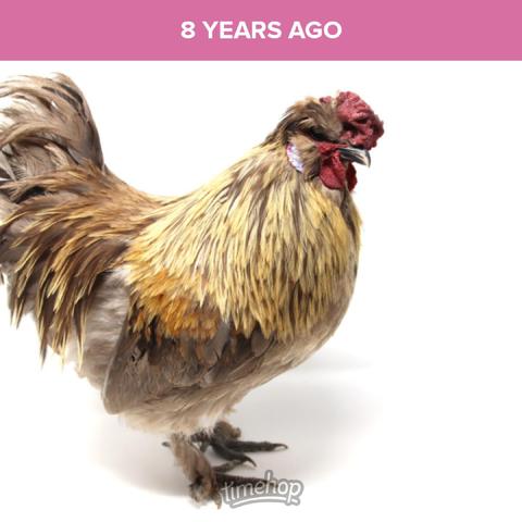 A studio photo of a rooster with brown and golden feathers standing on a white background. A pink banner at the top reads “8 YEARS AGO,” and the “timehop” logo appears at the bottom.