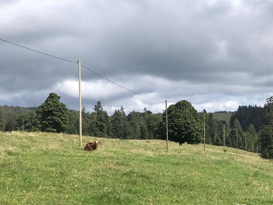 Holzmasten in einer Wald- und Wiedenlandschaft. 
Bei einem der Masten ruht eine Kuh.