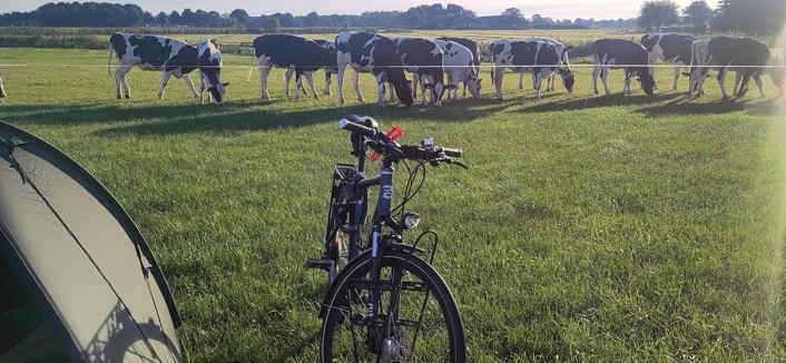 Photo of a touring bicycle in the center of the photo, part of a tent in the bottom-left, and fourteen cows behind a fence line, grazing, all on a green meadow.
