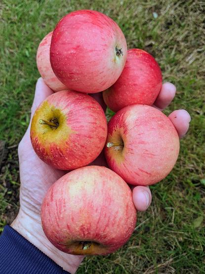 Hand holding six reddish green apples.