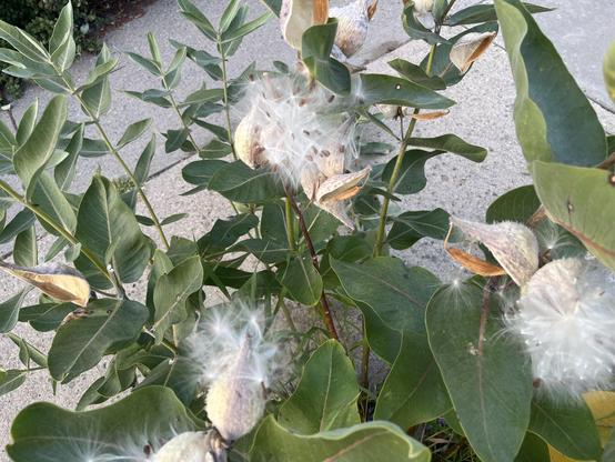 Brown seeds with long white fuzz for flight of the milkweed family emerging from long dull white seedpods that are approximately 7cm long