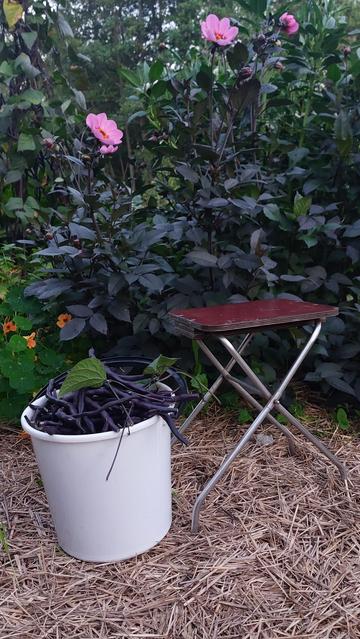 Viljelypalstan olkikatteen päällä valkoinen muovisanko, joka täynnä violetteja salkopapuja. Vieressä pieni taittuva jakkara.