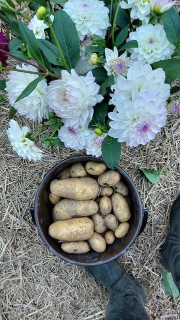 Viljelypalstalla sangoissa perunoita ja valkoisia daalioita.