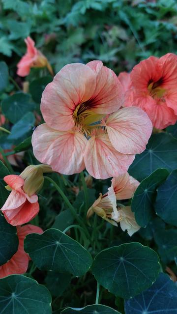 Pensaskrassin lohenpunainen kukka.