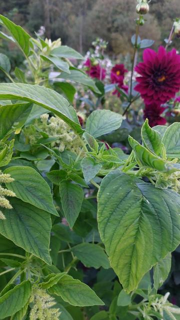 Punarevonhännän 'Viridis' -lajikkeen lehtiä