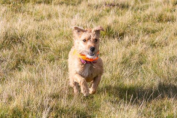 Patterdale terrier running in a field