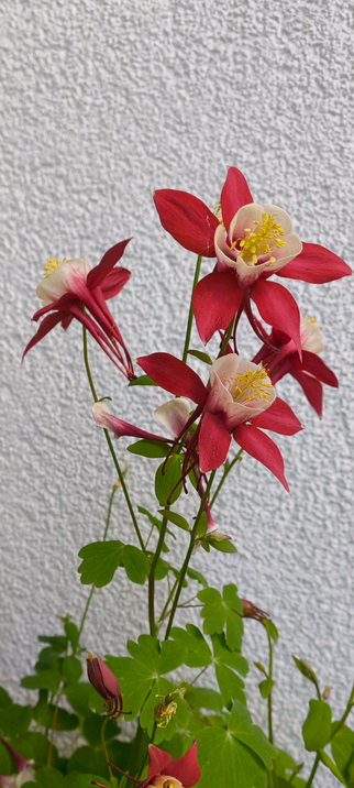 Eine rot-weiš blühende Akelei auf meinem Balkon..
