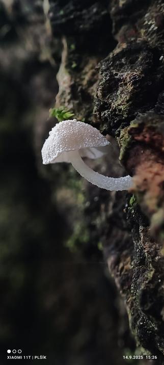 Macro photograph of a small white mushroom growing from the vertical surface of tree bark. The bark is brown and rugged, with pieces of lichen visible on it. The mushroom has a stem and cap, and its surface is covered with tiny white specks.