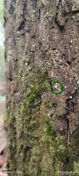 A photograph of cracked brown tree bark covered with moss in places. Roughly halfway up the photograph, there is a green circle marking the spot where a very small white fungus is growing out of the bark.
