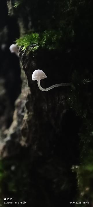 The macro photograph shows a greatly enlarged section of tree bark. It has a deep texture and dark color. In places, tufts of green moss grow on it. Roughly halfway up the photograph, a tiny white mushroom grows out of the vertical bark, with a stem that curves upward and a white cap. The white mushroom contrasts with the dark background.