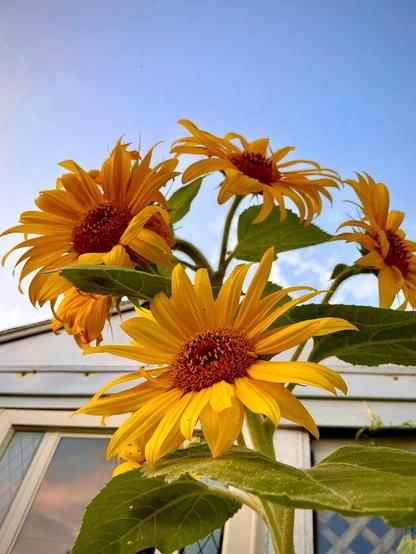 A photograph I took in my garden of a group of sunflowers gazing up at the sky.