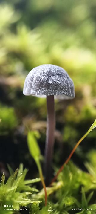 Macro photograph of a mushroom growing out of green moss. The mushroom is tiny, only slightly larger than the moss leaves. It has a thin stem and a brown cap like helmet. The cap appears to be dusted with tiny white specks.