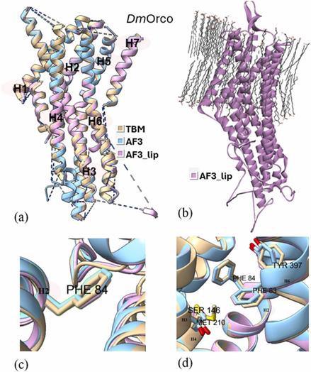 TBM preferred to AlphaFold 3 for functional models of insect odorant receptors. Computational and Structural Biotechnology Journal, DOI: https://doi.org/10.1016/j.csbj.2025.08.028
