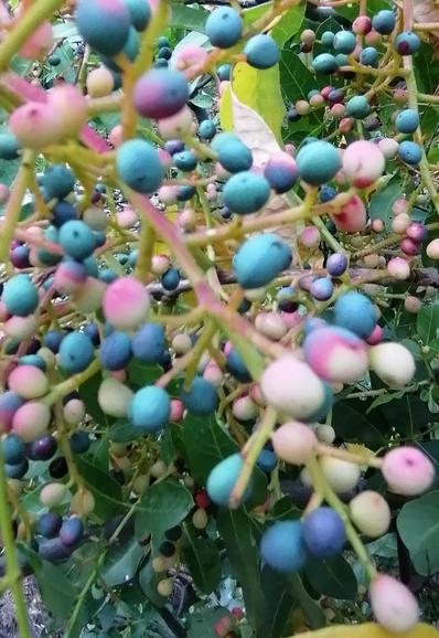 Ein Durcheinander von ovalen kleinen Beeren, die am Ast hängen und von hellrosa zu dunkelblau variieren. Grüne Blätter scheinen durch.