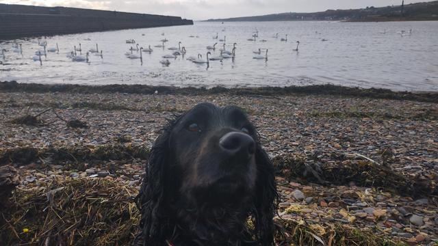 Stupid dog and swans
