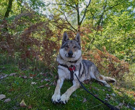 A large dog with brown and white masked fur like a wolf lies on a mossy rock. Her huge paws are stretched in front, her face neutral but alert. Dead bracken the same colours as her fur dot the moss, with trees behind.
