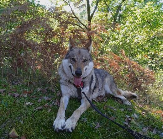 Same dog, same position.. but now her face is lit up by a wolf grin. Mouth stretched wide, pink tongue hanging out. Smiling eyes and her ears flipped outwards with their tips curled up.
