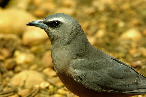 The Grey-headed Pigeon (Patagioenas plumbea) is a shy and elusive bird of the tropical forests of Central and South America. True to its name, it bears a distinctive ashy-grey head that contrasts with its deep chestnut or wine-coloured body, giving it a dignified, almost regal appearance. Preferring the dense canopy, it is more often heard than seen, its low, resonant coo echoing through the forest understory. This species feeds mainly on fruit, playing an important role in seed dispersal and the renewal of forest ecosystems. Although generally solitary or found in pairs, Grey-headed Pigeons sometimes gather at fruiting trees, vanishing quickly at the slightest disturbance. Habitat loss and hunting have placed pressure on their populations, but where the forest remains intact, this understated yet beautiful pigeon continues to thrive, a quiet guardian of the tropical woodlands.