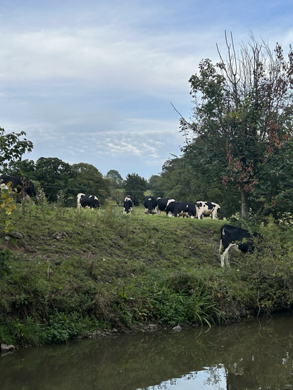 Cows