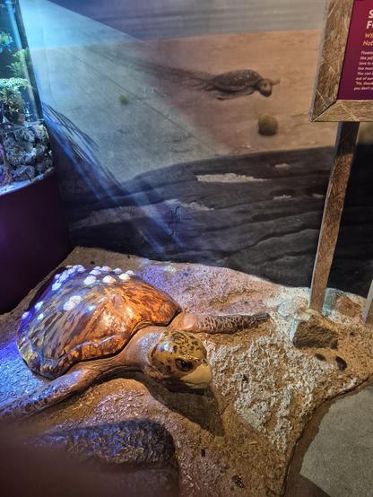 Floating plastic can look just like jellyfish, which #seaturtles love to eat. Turtles that eat too much plastic will die. You can help! Keep plastics out of our oceans and say "No, thanks." to plastics you don't need.