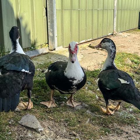 Muscovy Ducklings