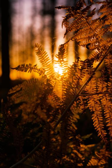 Illuminated ferns during sunset in front of the setting sun