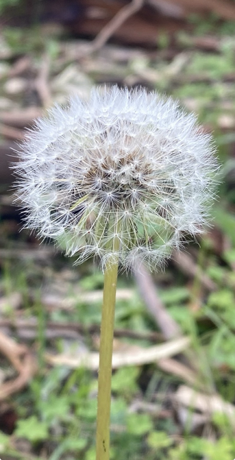 A photograph of a dandelion clock fills the scene. Blurred green foliage visible in the background. The edges are fluffy like so many whiskers. 
