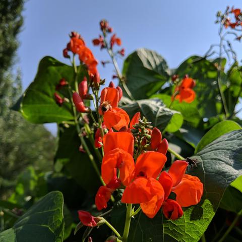 Bright red runner bean flowers with a honey bee on one of the flowers. There is a spider on a leaf in the lower right side sorta center.