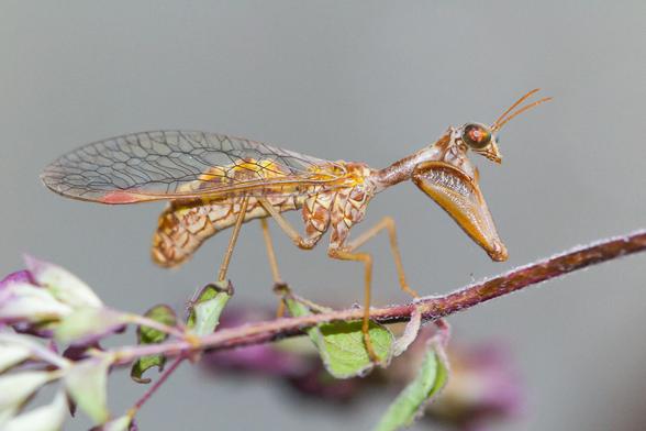 Fotografía de Mantispa styriaca