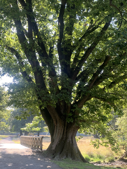 A large old tree 