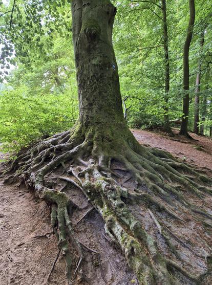 Eine Buche oder vielmehr ihr Wurzelwerk, gesehen im Teutoburger Wald auf dem Pivitker Wasserweg.