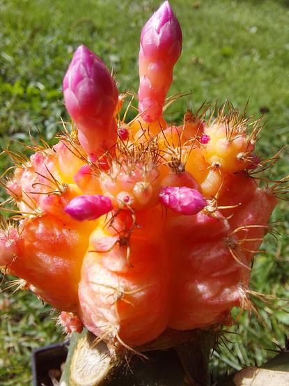 Fotografiert ist ein runder Kaktus, der vollkommen orange gefärbt ist. Er hat wenige borstenförmige Dornen, die etwas an Spinnen erinnern. Oben sind zwei größere und zwei kleinere Blütenknospen in der Farbe Pink. Ebenfalls gibt es kleine Kindel, ebenfalls mit Knospen.
