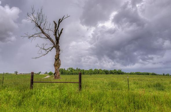 Weathered Sentinel in an Open Field
A lone, weathered tree stands resilient amid lush fields, framed by a rustic fence that draws the eye toward the horizon.